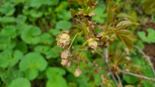 산양삼님의 자유주제 · 자유게시판 작성글 사진