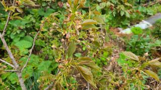 산양삼님의 자유주제 · 자유게시판 작성글 사진