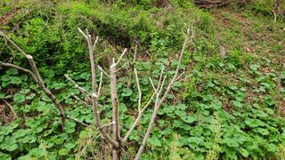 산양삼님의 자유주제 · 자유게시판 작성글 사진