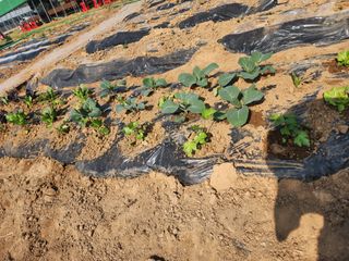 장인호님의 감자 · 영농일지 작성글 사진