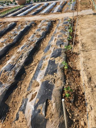 장인호님의 감자 · 영농일지 작성글 사진