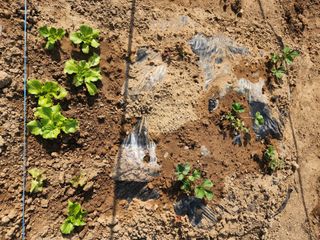 장인호님의 감자 · 영농일지 작성글 사진