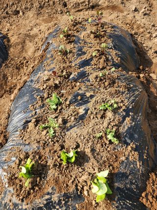 장인호님의 감자 · 영농일지 작성글 사진