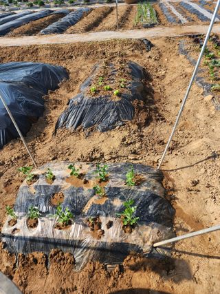 장인호님의 감자 · 영농일지 작성글 사진