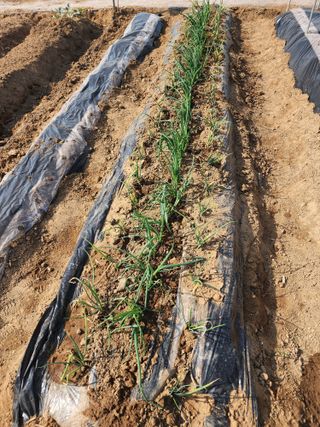 장인호님의 감자 · 영농일지 작성글 사진