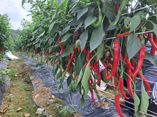 음두임님의 작성글 사진