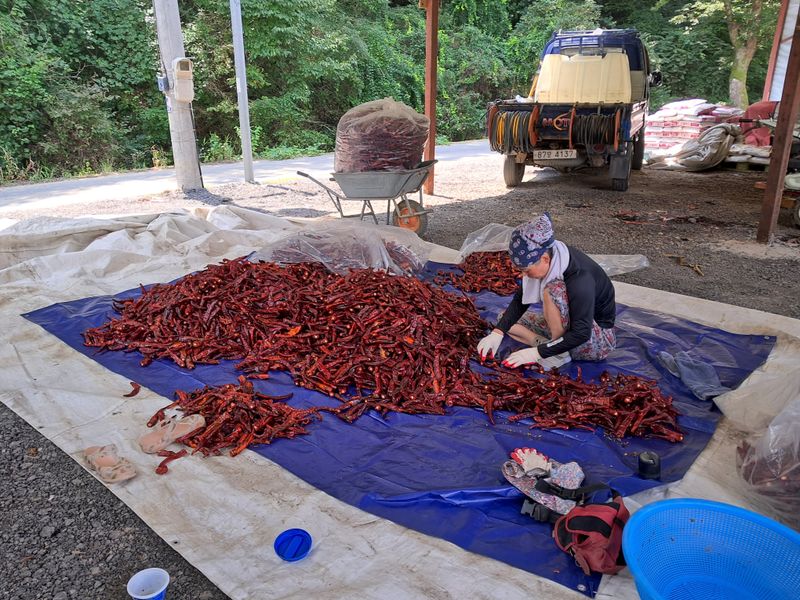 음두임님의 장터 판매 상품 [고추가루] 첨부 사진