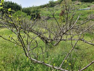 매실향기차향기님의 자유주제 · 자유게시판 작성글 사진