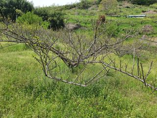 매실향기차향기님의 자유주제 · 자유게시판 작성글 사진