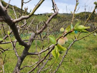 매실향기차향기님의 자유주제 · 자유게시판 작성글 사진
