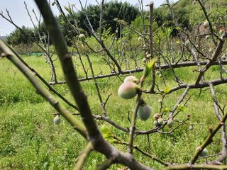 매실향기차향기님의 자유주제 · 자유게시판 작성글 사진