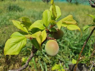 매실향기차향기님의 자유주제 · 자유게시판 작성글 사진