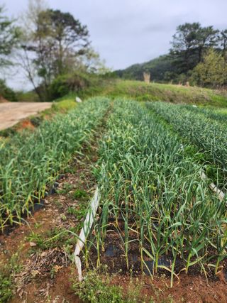 배주원님의 마늘 · 마늘 쪽 비대기 작성글 사진
