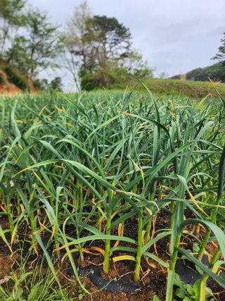 배주원님의 마늘 · 마늘 쪽 비대기 작성글 사진