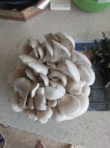 팜모닝 버섯·영농일지 게시글 이미지