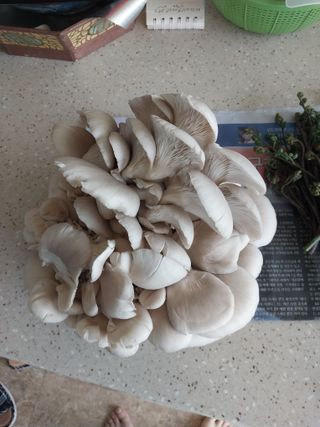 박우범님의 버섯 · 영농일지 작성글 사진