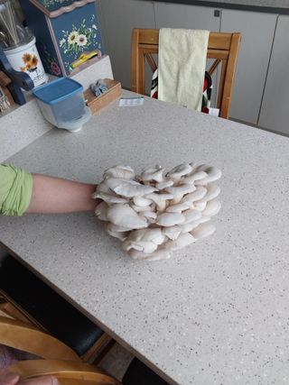 박우범님의 버섯 · 영농일지 작성글 사진