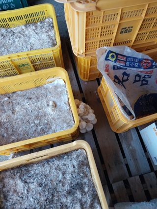 박우범님의 버섯 · 영농일지 작성글 사진