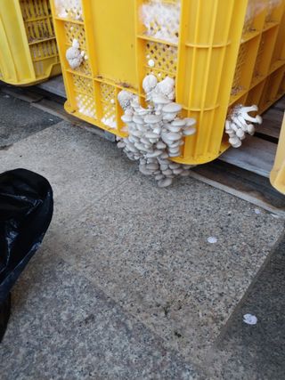 박우범님의 버섯 · 영농일지 작성글 사진