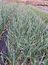 팜모닝 자유주제·자유게시판 게시글 이미지