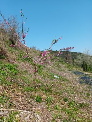 실로암농원님의 자유주제 · 자유게시판 작성글 사진