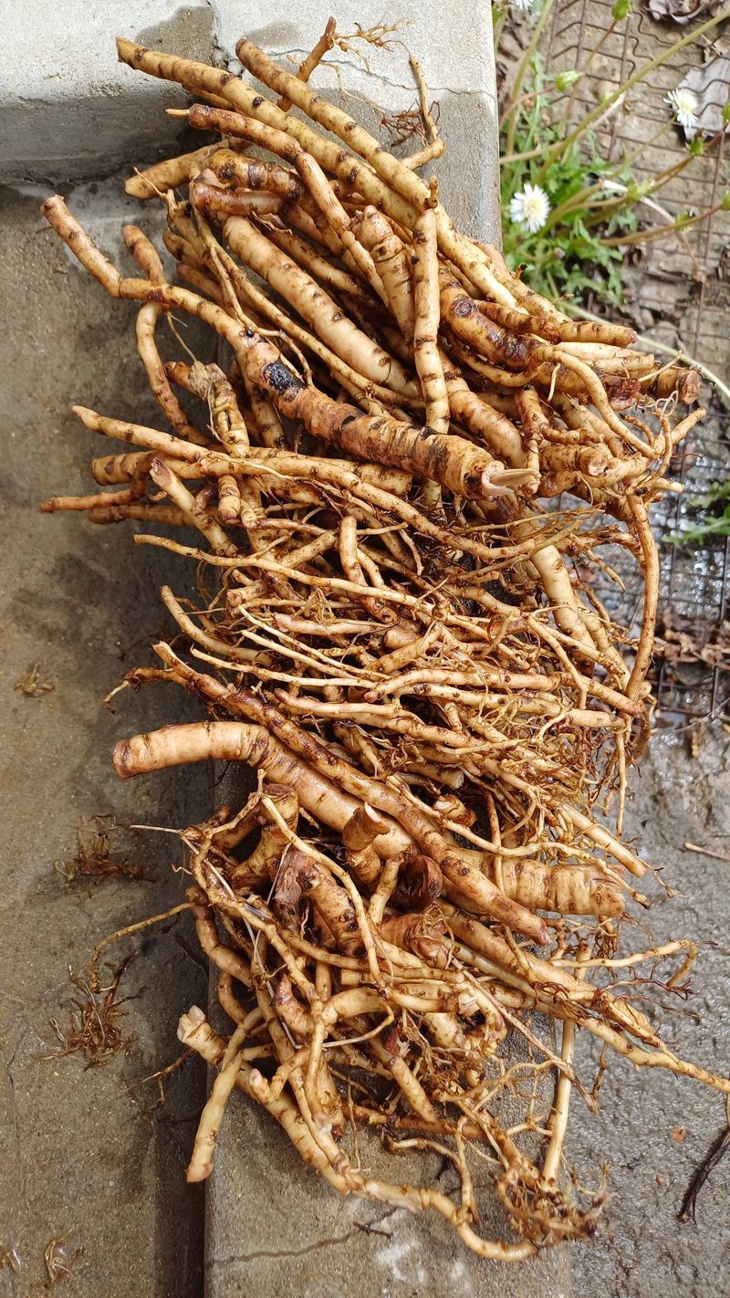 장터 상품 [목단뿌리] 썸네일