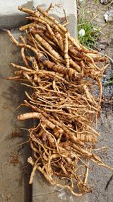 팜모닝 · 게시글 이미지