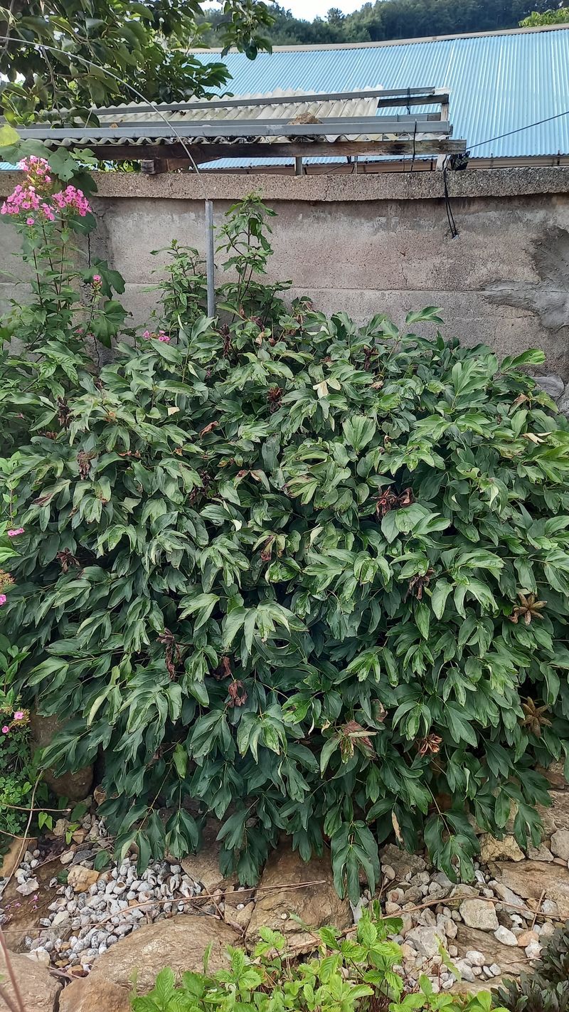 박신영님의 장터 판매 상품 [목단뿌리] 첨부 사진