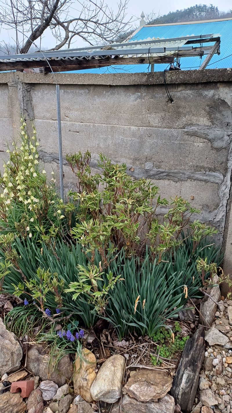 박신영님의 장터 판매 상품 [목단뿌리] 첨부 사진