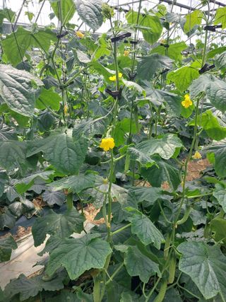 원희하늘님의 오이 · 자유게시판 작성글 사진