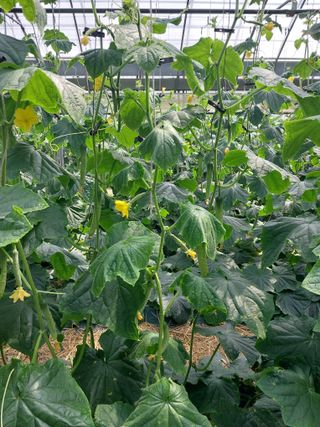 원희하늘님의 오이 · 자유게시판 작성글 사진