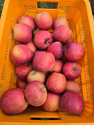 사과청일농원🍎님의 작성글 사진