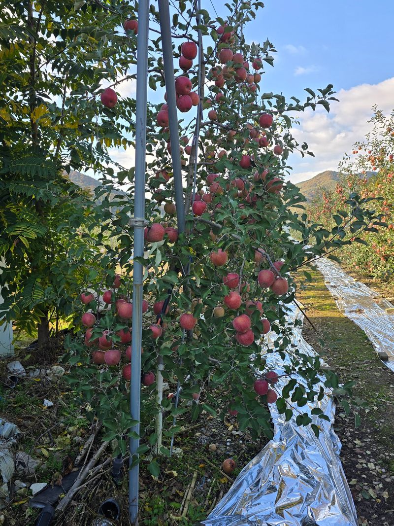 사과청일농원🍎님의 장터 판매 상품 [청송산지 햇부사 첫수확 5kg 가정용 선물용 재수용추가] 첨부 사진