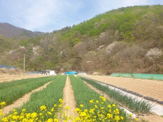  영천 천정구님의 자유주제 · 자유게시판 작성글 사진