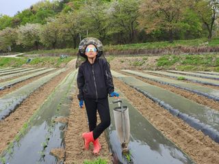 안윤정님의 옥수수 · 영농일지 작성글 사진