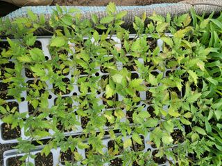 안윤정님의 토마토 · 영농일지 작성글 사진