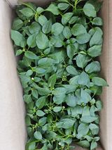 팜모닝 최근에 산 것 자랑하기·참여글 게시글 이미지