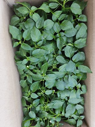 달빗아래고추는큰다님의 최근에 산 것 자랑하기 · 참여글 작성글 사진