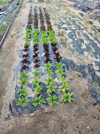 Bmww2226님의 최근에 산 것 자랑하기 · 참여글 작성글 사진