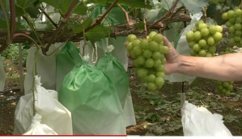 사랑꽃농장님의 장터 판매 상품 [상품)샤인머스켓 2kg3수] 첨부 사진