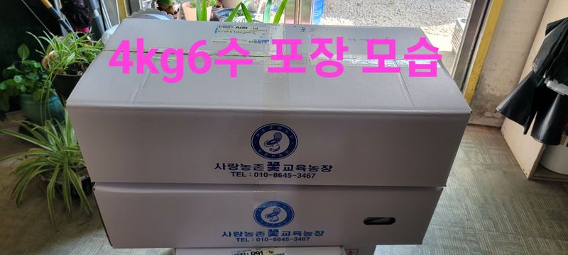 사랑꽃농장님의 장터 판매 상품 [상품)샤인머스켓 2kg3수] 첨부 사진