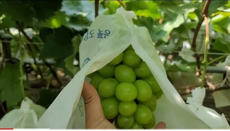 사랑꽃농장님의 장터 판매 상품 [상품)샤인머스켓 2kg3수] 첨부 사진