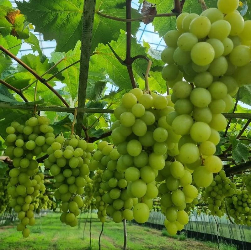 사랑꽃농장님의 장터 판매 상품 [상품)샤인머스켓 2kg3수] 첨부 사진