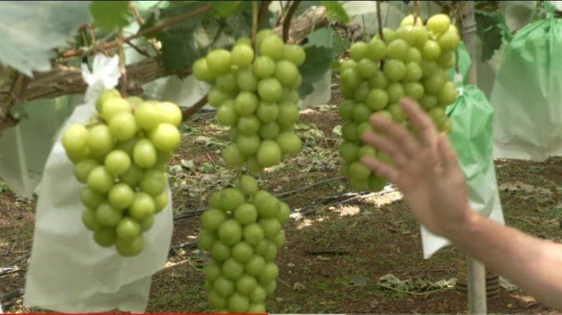 사랑꽃농장님의 장터 판매 상품 [상품)샤인머스켓 2kg3수] 첨부 사진