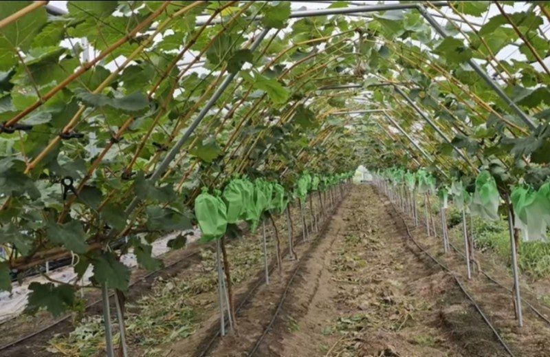 사랑꽃농장님의 장터 판매 상품 [상품)샤인머스켓 2kg3수] 첨부 사진