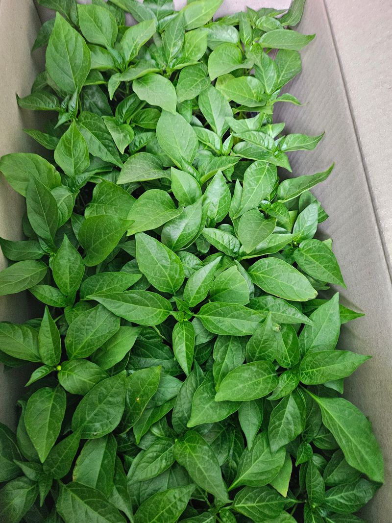 대산농사대장님의 장터 판매 상품 [26년복합내병계 고추모종 50구 판매] 첨부 사진