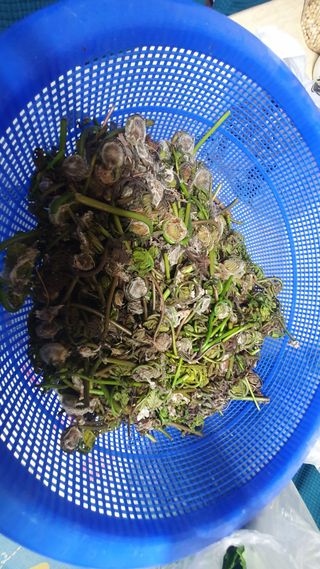 박철규 님의 최근에 산 것 자랑하기 · 참여글 작성글 사진