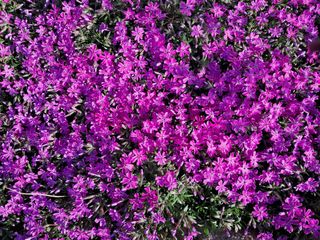 바이러스다걸여셔요님의 최근에 산 것 자랑하기 · 참여글 작성글 사진