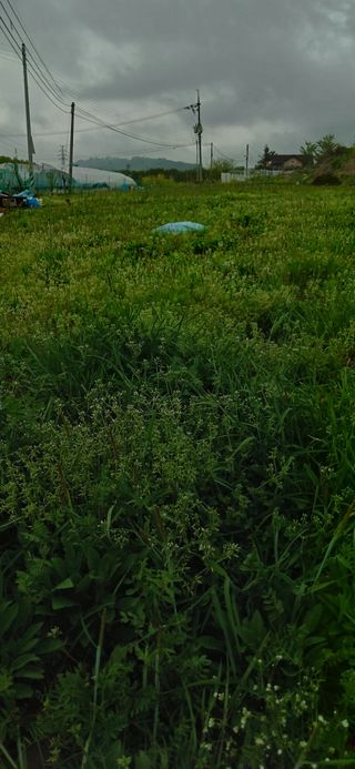 손성금님의 들깨 · 영농일지 작성글 사진