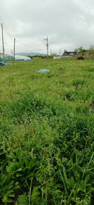 손성금님의 들깨 · 영농일지 작성글 사진